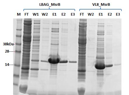 Figure 4.11 SDS-PAGE of Ni-NTA purified MsrB proteins from E. coli BL21 (DE3) expressing pet15b-lbag_msrb and pet15b-vl8_msrb. 3.25 µl of fractions were loaded per lane.