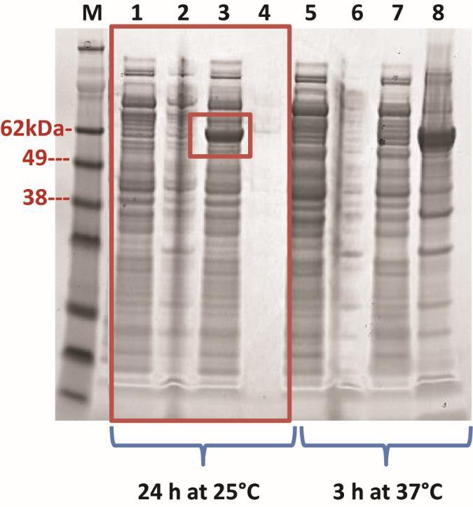 Figure 5.5 SDS-PAGE of the CFEs from E. coli BL21 (DE3) expressing pet28b-cmyr. 10 µg of protein was loaded per lane.