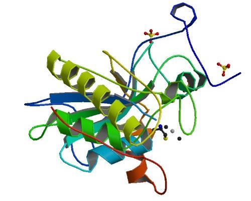 Figure 1.9 The structure of methionine sulfoxide reductase from E. coli. This image is taken from pdb database (1FF3) [158]. Bacteria might have different copy number of MsrA and MsrB.