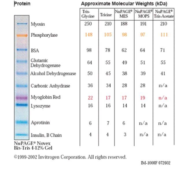 Figure 2.3 See Blue Plus2 protein marker (Invitrogen) on a 4-12% Bis-Tris gel with different buffers. 2.3.4 Western Blotting Western Blot procedure was used to purify the 6XHis- tagged proteins of interest.
