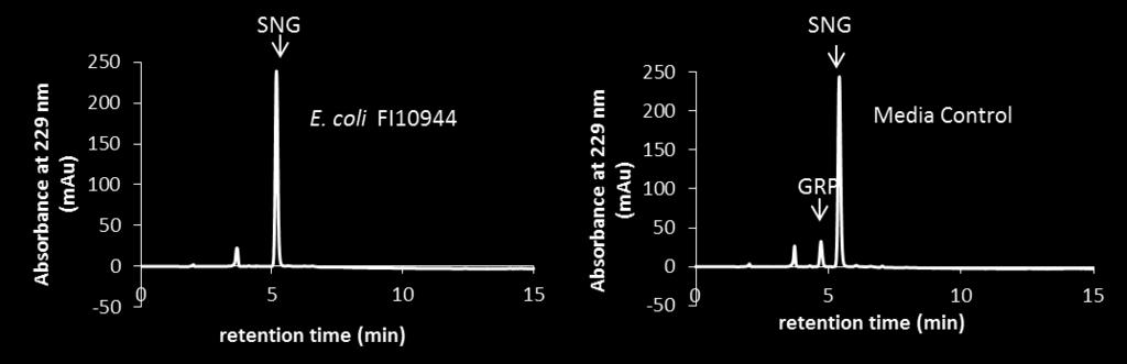 Figure 3.3 HPLC chromatograms of hydrolysis of glucoraphanin by E. casseliflavus CP1, E. coli FI10944 and L. agilis R16. SNG; sinigrin, GRP; glucoraphanin. Sinigrin was used as internal standard.