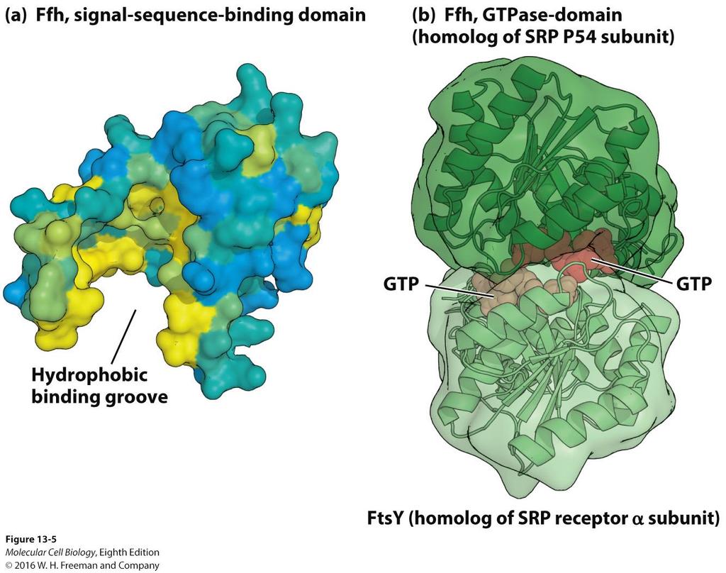Structure of the signal recognition particle (SRP). N-terminal signal sequence? How to work?