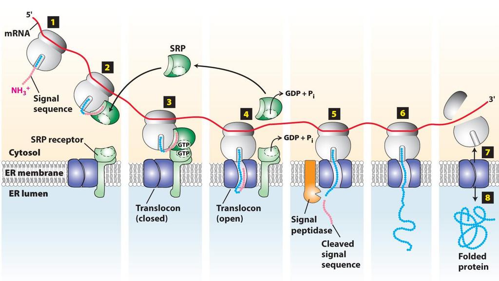 Cotranslational translocation. Step 1: N-terminal ER signal sequence (SS) emerges from the ribosome first during nascent protein synthesis.