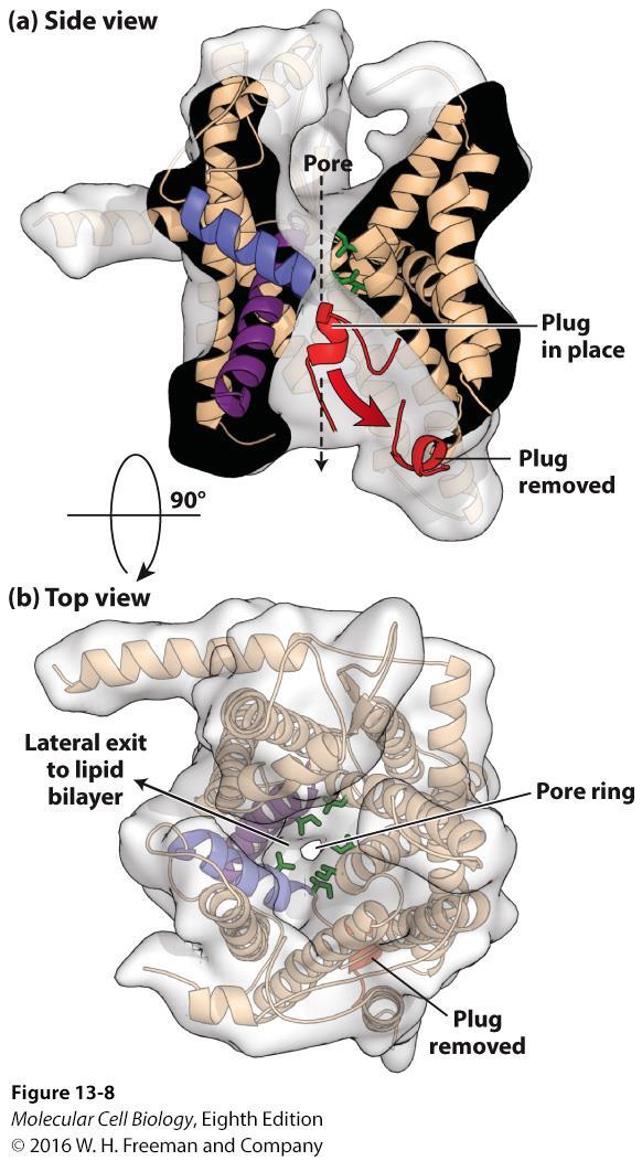 Translocon preserves integrity of the ER membrane by two