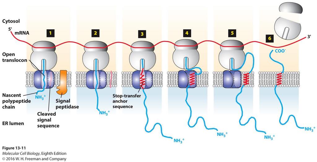 Membrane insertion and orientation of type I single-pass transmembrane proteins.