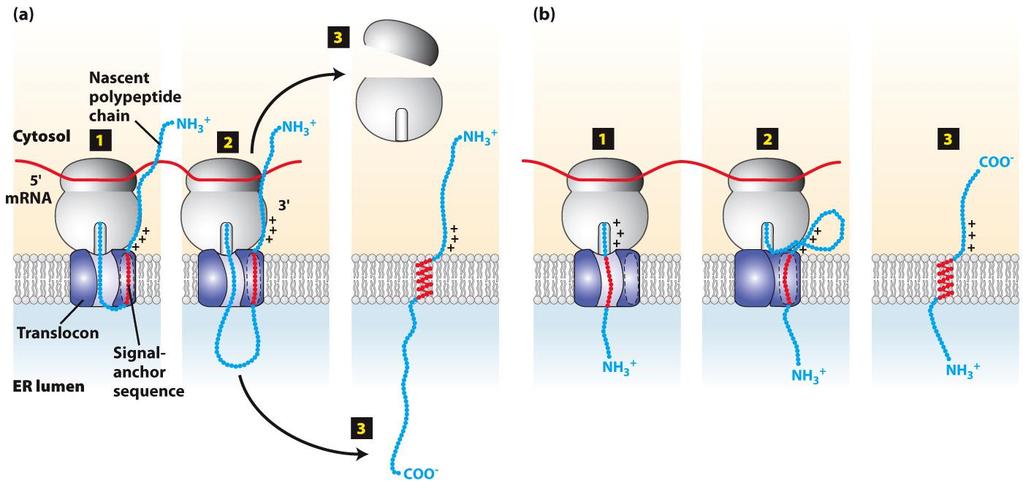 SRP Membrane insertion and orientation of type II and type III single-pass transmembrane proteins. Difference?