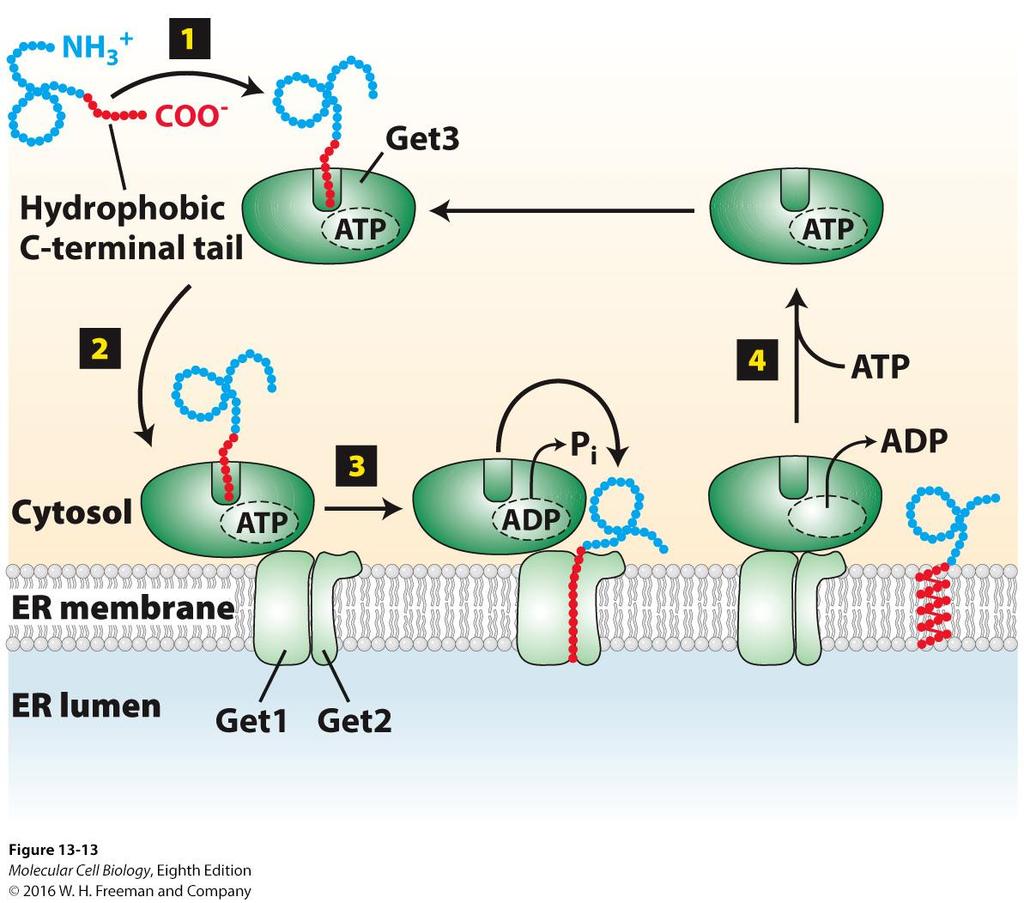 Insertion of tail-anchored proteins. C-terminal tail-anchored proteins No N-terminal signal sequence Then how?