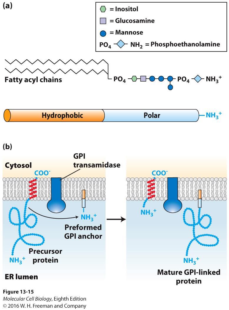 GPI-anchored proteins. (a) Glycosylphosphatidylinositol (GPI) molecule Why is it necessary?