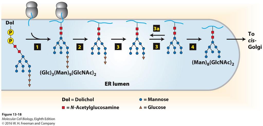 Addition and initial processing of N-linked oligosaccharides Step 1: Glc 3 Man 9 (GlcNAc) 2 precursor transferred from the dolichol carrier to asparagine residues in a tripeptide sequences