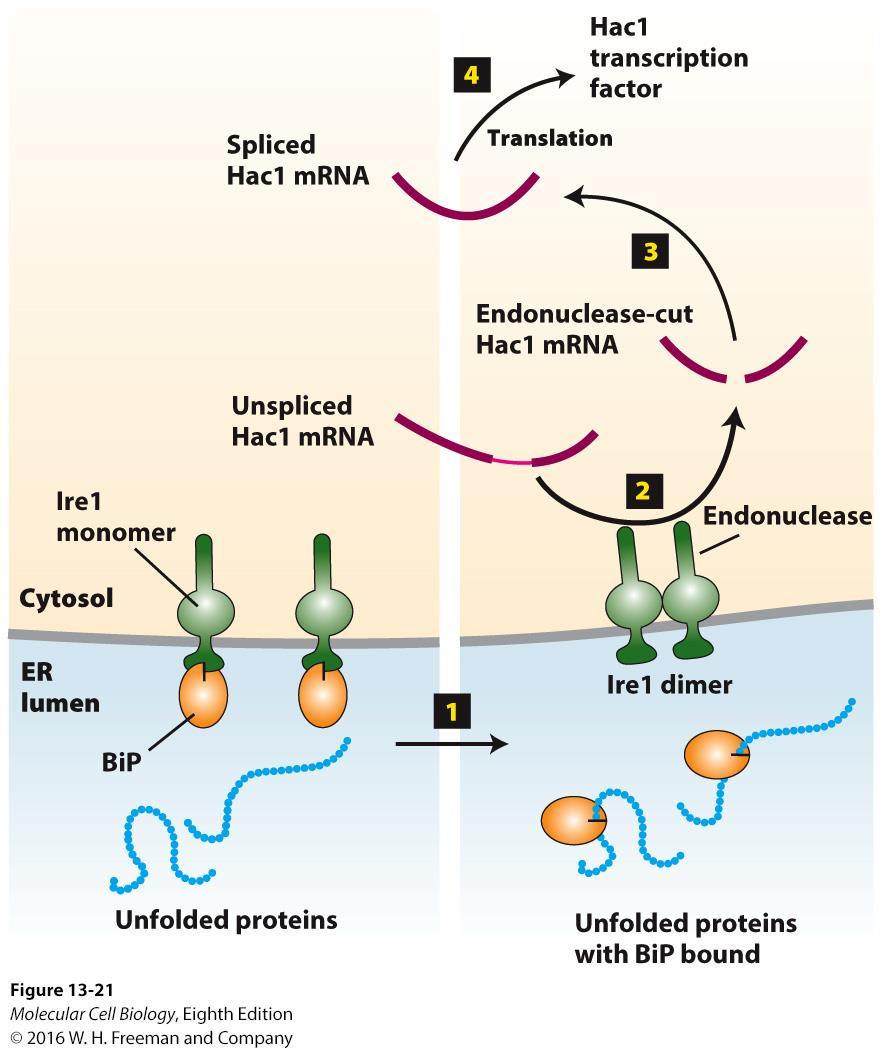 The unfolded-protein response.