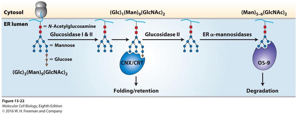 Modifications of N-linked oligosaccharides are used to monitor folding and for quality control.