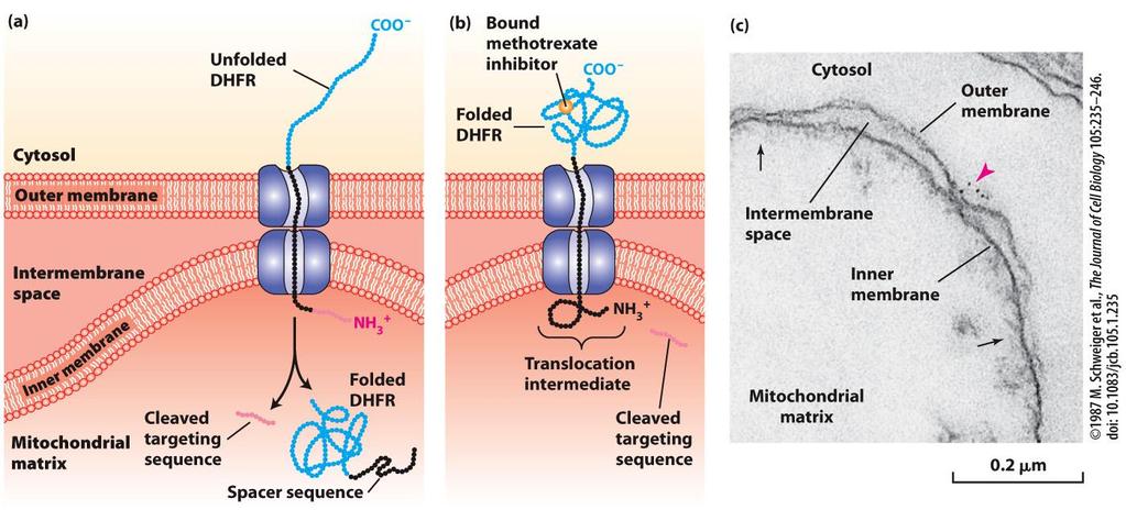 Experiments with chimeric proteins elucidate mitochondrial protein import processes. How to show the translocation by experiment? (a) ( ) Methotrexate DHFR segment is unfolded by chaperones.