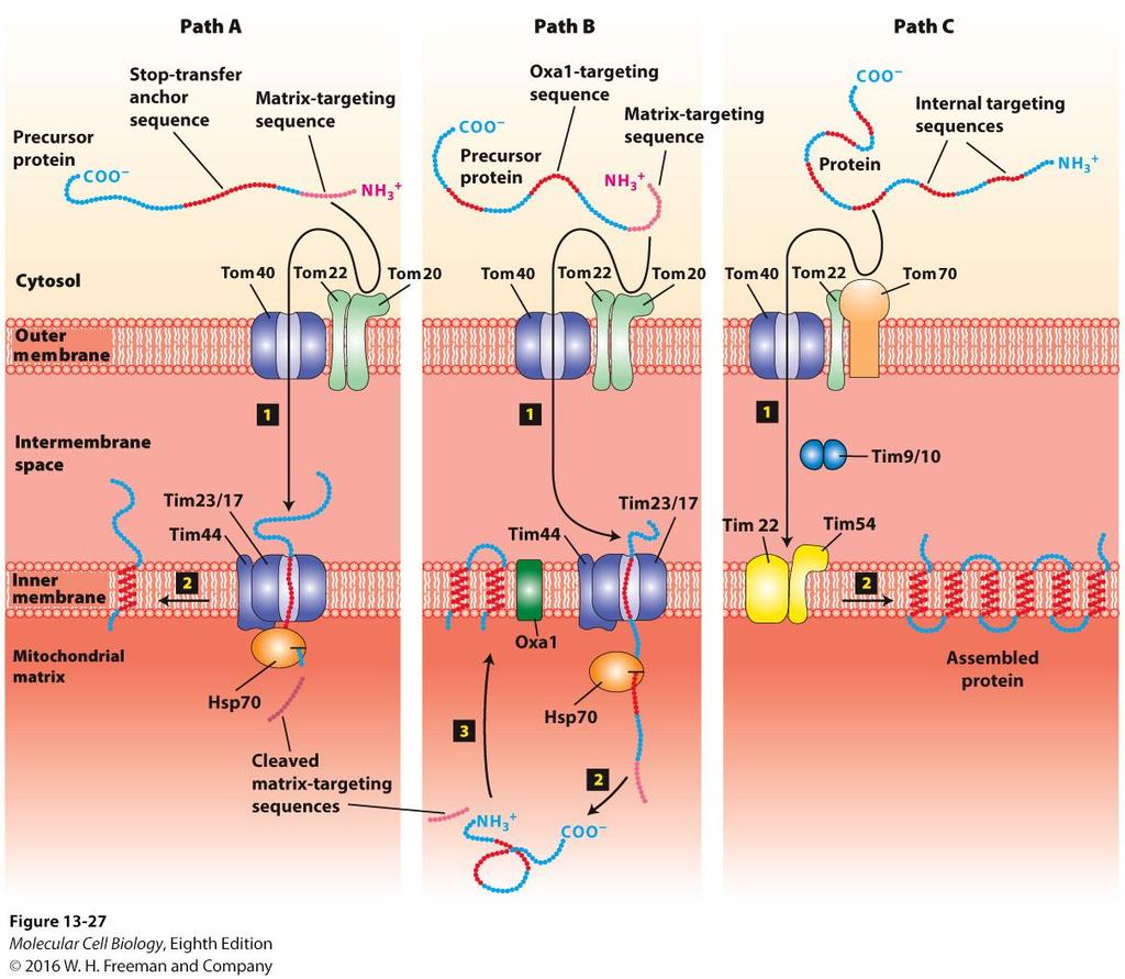 Three pathways to the inner mitochondrial membrane from the cytosol.
