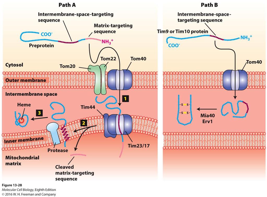 Two pathways to the mitochondrial intermembrane space.