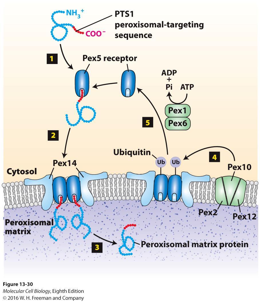 PTS1-directed import of peroxisomal matrix proteins.