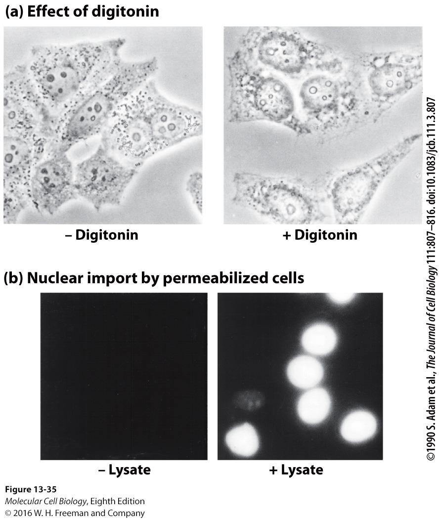 Cytosolic proteins are required for nuclear transport.