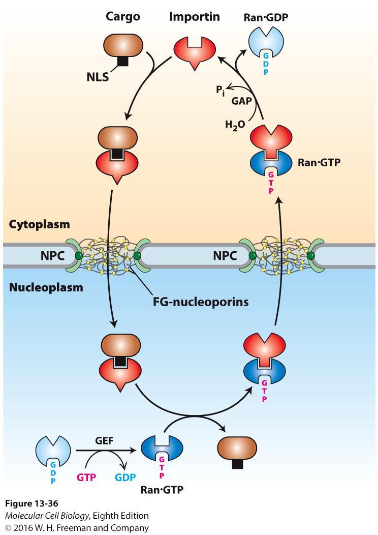 Mechanism for nuclear import of proteins.