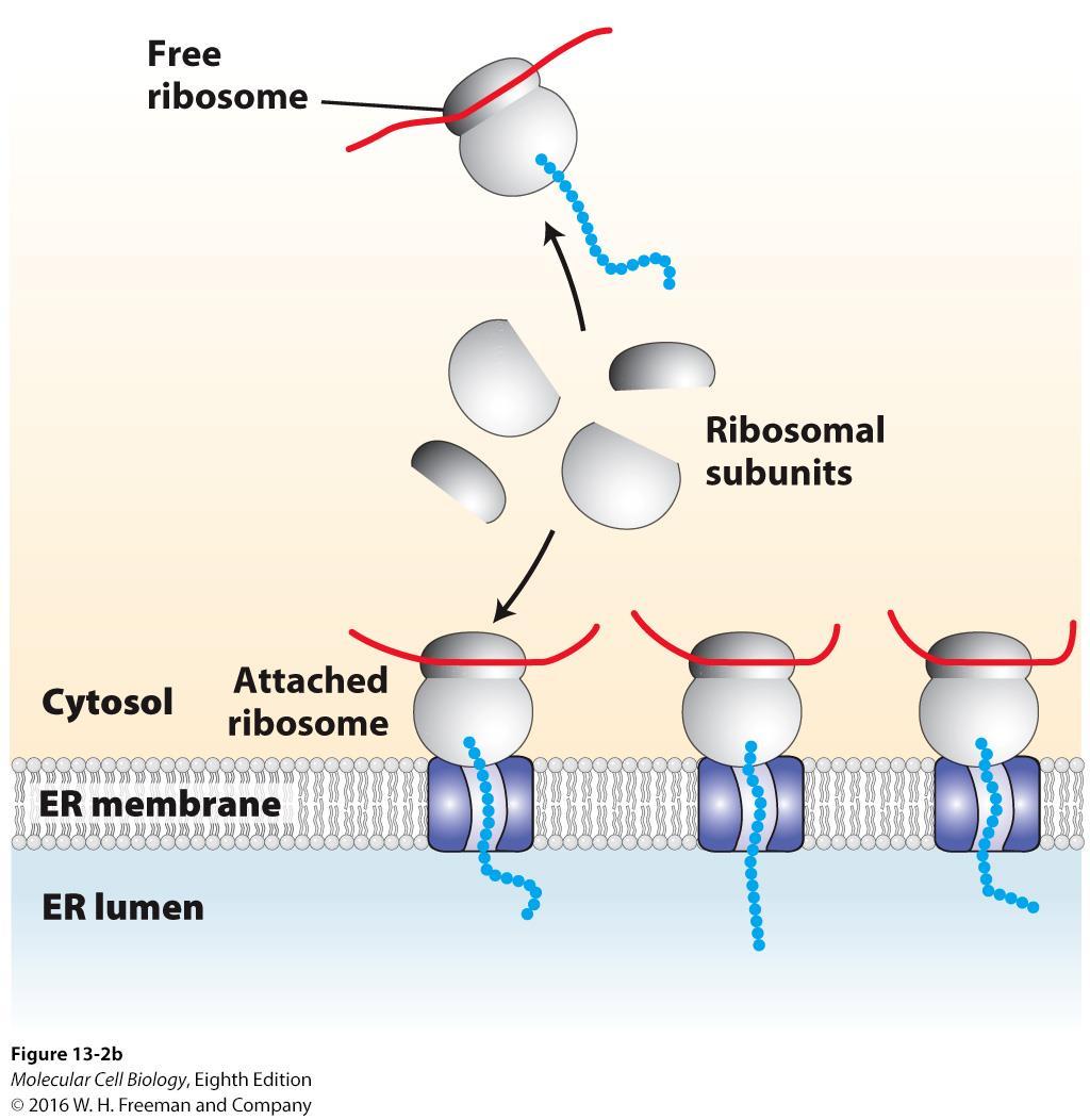 Membrane-bound ribosomes recruited to the ER during