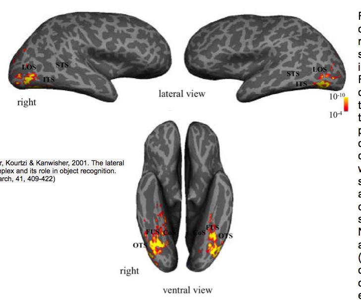 lateral occipital cortex (LOC);