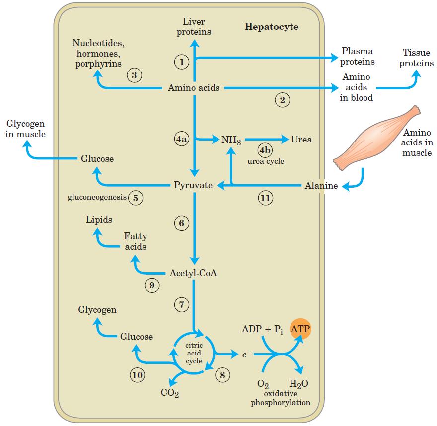 Metabolism of Amino Acid in The Liver Nelson & Cox,