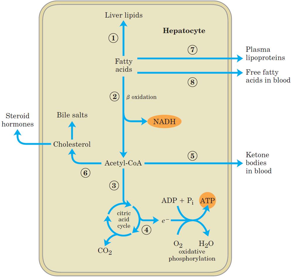 Metabolism of Fatty Acids in The Liver Nelson & Cox,