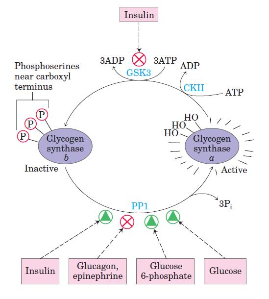 Effects of GSK3 on glycogen synthase activity Nelson &