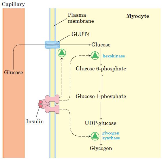 Control of glycogen synthesis from blood glucose in myocytes
