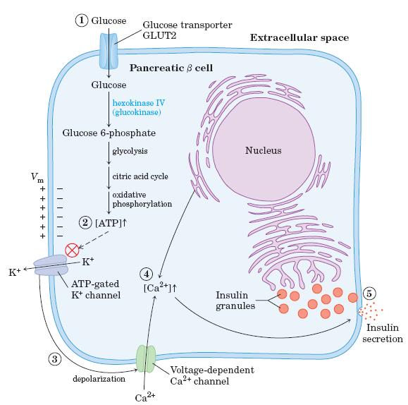 Glucose regulation of insulin secretion by pancreatic cells