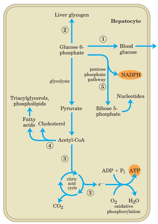 Metabolic pathways for glucose 6-phosphate in the liver