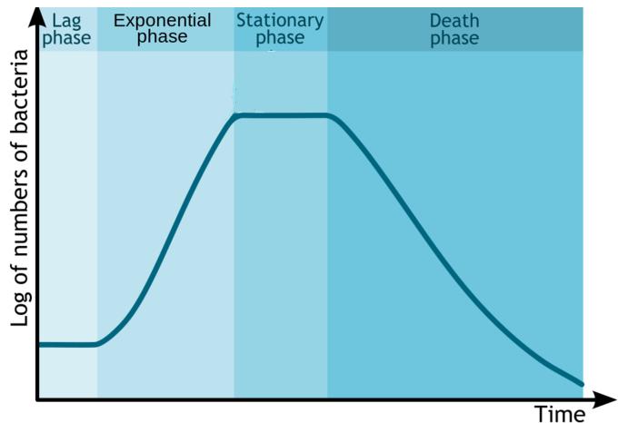 multiplication and death rate. Importance: Production of exotoxins, antibiotics, metachromatic granules, and spore formation takes place in this phase. 4. Decline phase or death phase.