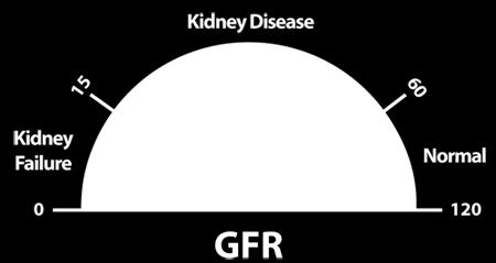 1 Female Diagram provided by the National Kidney Disease