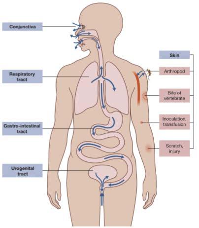 Figure 1: Routes of virus entry the various surfaces of the body, one of which must be broached in order for infection to occur.