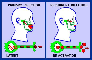 They establish latent infections in nerve cells;