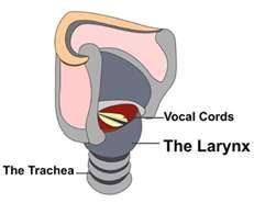 Larynx (voice box) Epiglottis acts as a door to the larynx
