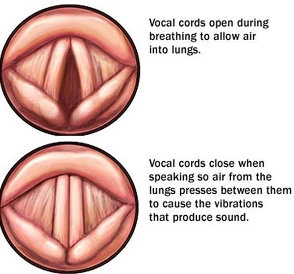 of Thyroid cartilage Cricoid cartilage Vocal folds (vocal