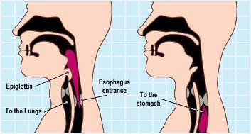 Epiglottis Large, leaf-shaped piece of cartilage that covers the larynx during swallowing to prevent