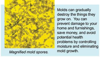 Mold Fungus Black mold : Stachybotrys Live or dead cells and spores can cause allergic reactions