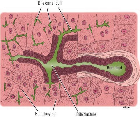 ALP Enzyme found on hepatocyte bile canaliculi Also bone, small bowel, kidney, placenta