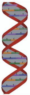 DNA is the most important molecule that can be changed by radiation Effects of DNA Damage Gene Expression A gene may respond to the radiation by