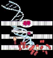 Gene Mutation Sometimes a specific gene is changed so that it is unable to make its corresponding protein properly Chromosome Aberrations Sometimes