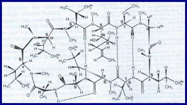 III. Lipid-based formulations Cyclosporine A Cyclosporine A Cyclic petide (containing 11 aminoacids) Lipophilic, low aqueous solubility (< 0.