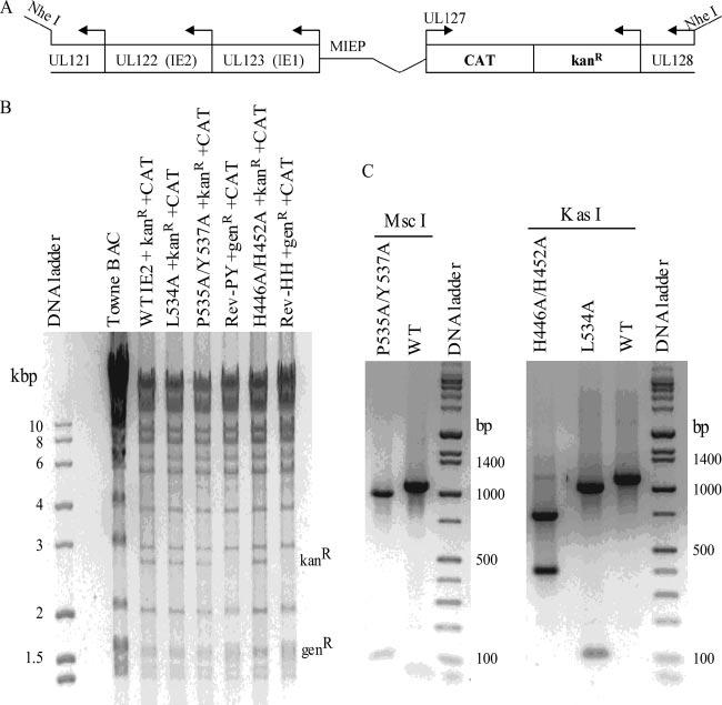 VOL. 81, 2007 HCMV IE86 MUTANT PROTEINS 5811 FIG. 2. Construction and confirmation of recombinant BACs.