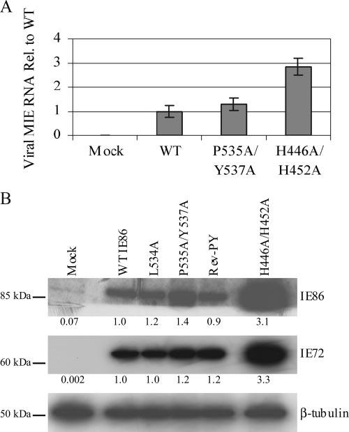5812 PETRIK ET AL. J. VIROL. FIG. 4. P535A/Y537A mutant IE86 protein is able to negatively autoregulate expression from the MIE promoter.
