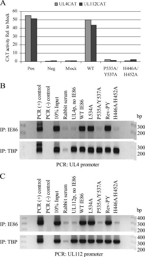 5814 PETRIK ET AL. J. VIROL. FIG. 7. P535A/Y537A mutant IE86 protein fails to transactivate and is not recruited to early viral promoters in 293 and HFF cells.
