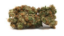 Medical Cannabis in