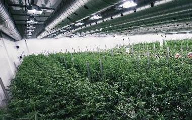 Company Snapshot Canopy Growth is a world-leading diversified cannabis company, offering