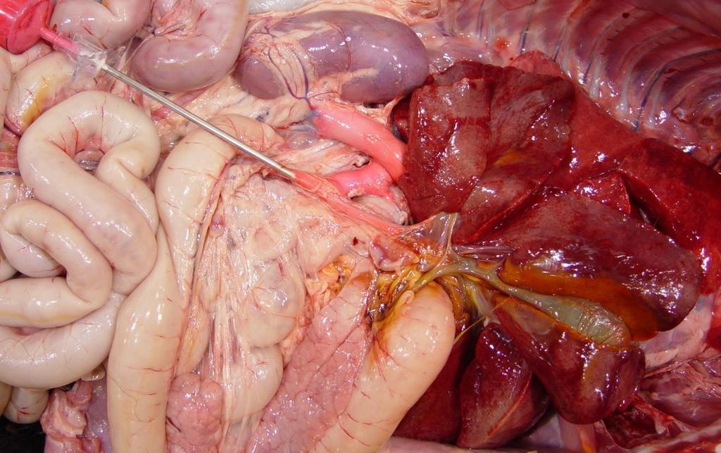 Congenital portosystemic shunts CIRCULATORY DISTURBANCES Other Vascular / Circulatory Disorders Clinical signs: Stunted