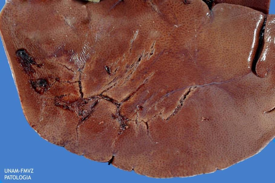 Fatty Liver (Hepatic Lipidosis) METABOLIC