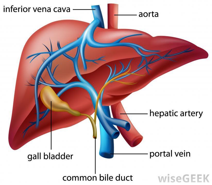 CIRCULATORY DISTURBANCES Grouped according to whether blood flow into, through, or from the liver is impaired