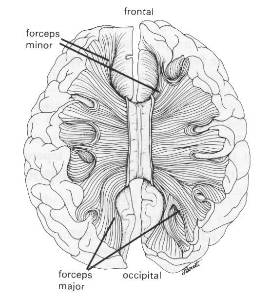 3. Communication - Commissural Fibers Interconnect cortex of the right and left hemispheres.